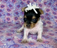 Az AKC 1F Pink, a female Yorkshire Terrier for sale in Safford, AZ – 4 of 6