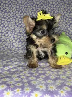 Az F AKC, a female Yorkshire Terrier for sale in Safford, AZ – 5 of 5