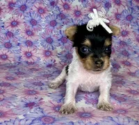 Az AKC 1F Pink, a female Yorkshire Terrier for sale in Safford, AZ – 3 of 6