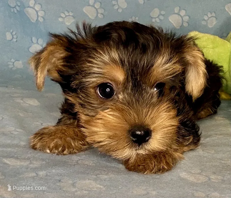Az AKC 4M Blue – Yorkshire Terrier puppy for sale in Safford, AZ