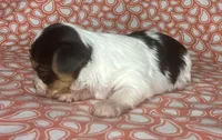 AKC M Az, a male Yorkshire Terrier for sale in Safford, AZ – 8 of 8