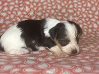 AKC M Az, a male Yorkshire Terrier for sale in Safford, AZ – 7 of 8