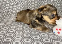 Az AKC 2M Gray, a male Yorkshire Terrier for sale in Safford, AZ – 6 of 7