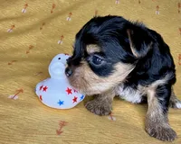 Az AKC 3M Orange, a male Yorkshire Terrier for sale in Safford, AZ – 4 of 7