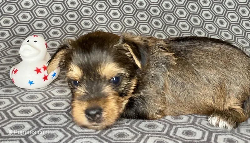 Az AKC 2M Gray – Yorkshire Terrier puppy for sale in Safford, AZ