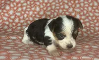 AKC M Az, a male Yorkshire Terrier for sale in Safford, AZ – 5 of 8