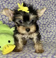 Az F AKC, a female Yorkshire Terrier for sale in Safford, AZ – 4 of 5