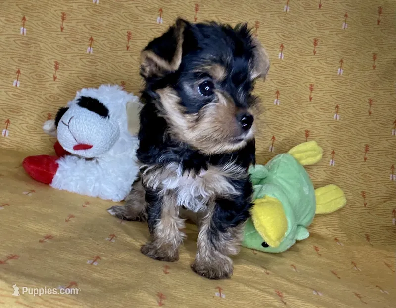 Az AKC 3M Orange – Yorkshire Terrier puppy for sale in Safford, AZ
