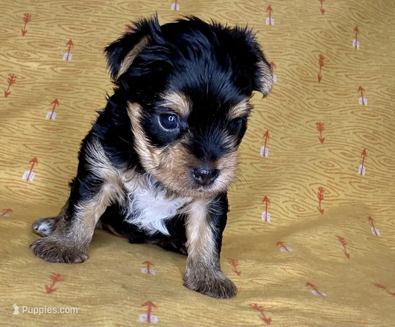 Az AKC 3M Orange – Yorkshire Terrier puppy for sale in Safford, AZ
