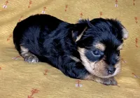 Az AKC 3M Orange, a male Yorkshire Terrier for sale in Safford, AZ – 2 of 7