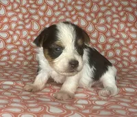 AKC M Az, a male Yorkshire Terrier for sale in Safford, AZ – 2 of 8