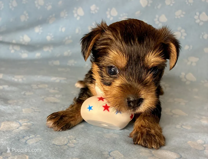 Az AKC 4M Blue – Yorkshire Terrier puppy for sale in Safford, AZ