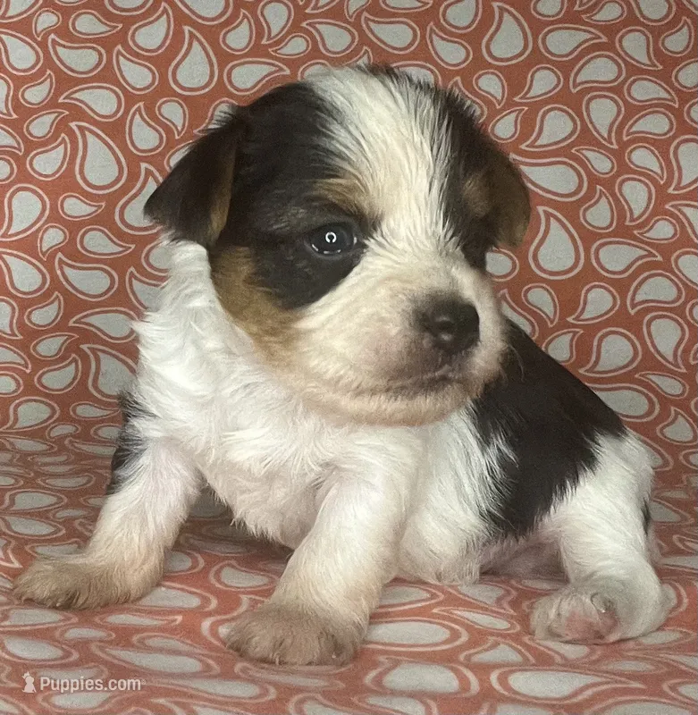 AKC M Az – Yorkshire Terrier puppy for sale in Safford, AZ