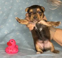 Az AKC 4M Blue, a male Yorkshire Terrier for sale in Safford, AZ – 2 of 5