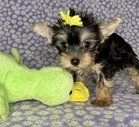 Az F AKC, a female Yorkshire Terrier for sale in Safford, AZ – 2 of 5