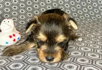 Az AKC 2M Gray, a male Yorkshire Terrier for sale in Safford, AZ – 2 of 7