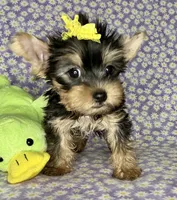 Az F AKC, a female Yorkshire Terrier for sale in Safford, AZ – 1 of 5