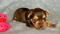 Az AKC 4M Blue, a male Yorkshire Terrier for sale in Safford, AZ – 5 of 5