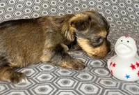 Az AKC 2M Gray, a male Yorkshire Terrier for sale in Safford, AZ – 3 of 7
