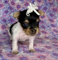Az AKC 1F Pink, a female Yorkshire Terrier for sale in Safford, AZ – 5 of 6