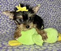 Az F AKC, a female Yorkshire Terrier for sale in Safford, AZ – 3 of 5