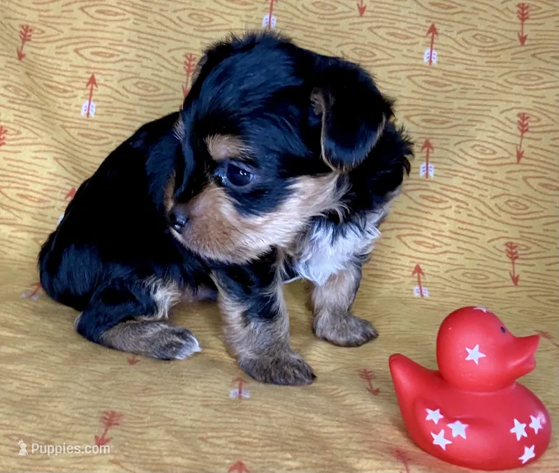 Az AKC 3M Orange – Yorkshire Terrier puppy for sale in Safford, AZ