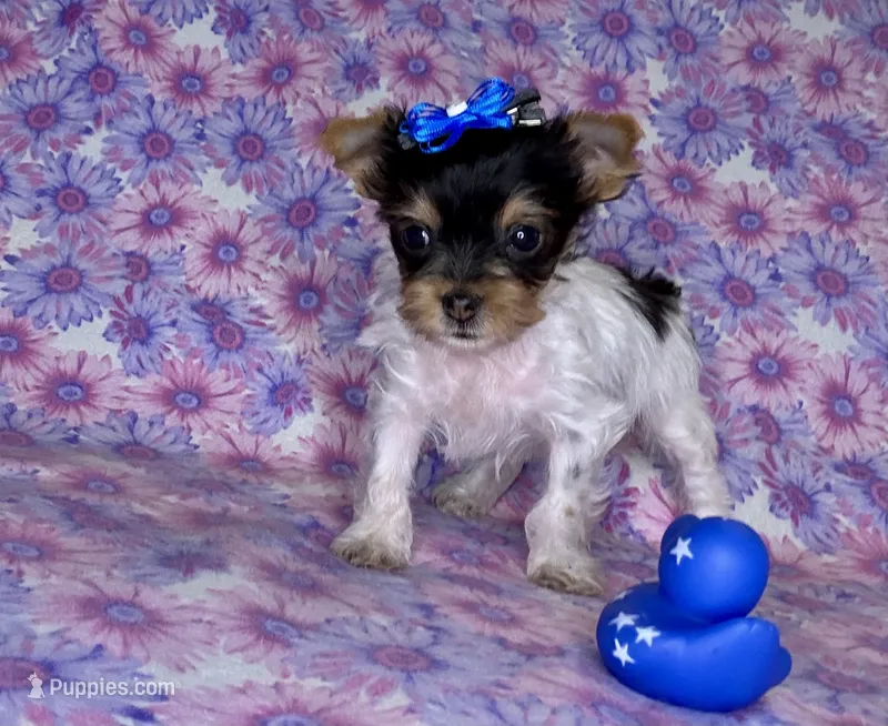 Az AKC 1F Pink – Yorkshire Terrier puppy for sale in Safford, AZ