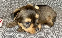 Az AKC 2M Gray, a male Yorkshire Terrier for sale in Safford, AZ – 4 of 7
