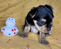 Az AKC 3M Orange, a male Yorkshire Terrier for sale in Safford, AZ – 7 of 7