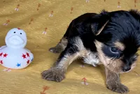 Az AKC 3M Orange, a male Yorkshire Terrier for sale in Safford, AZ – 3 of 7