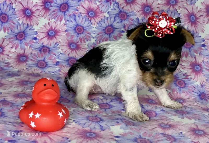 Az AKC 1F Pink – Yorkshire Terrier puppy for sale in Safford, AZ