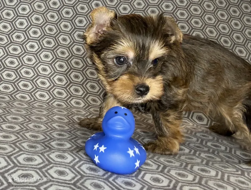 Az AKC 2M Gray – Yorkshire Terrier puppy for sale in Safford, AZ