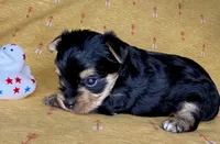 Az AKC 3M Orange, a male Yorkshire Terrier for sale in Safford, AZ – 6 of 7
