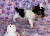 Az AKC 1F Pink, a female Yorkshire Terrier for sale in Safford, AZ – 2 of 6