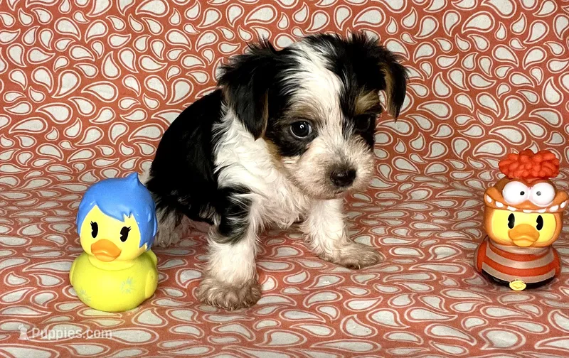 AKC M Az – Yorkshire Terrier puppy for sale in Safford, AZ