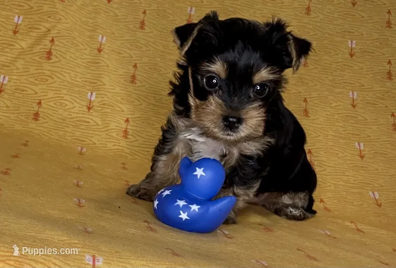 Az AKC 3M Orange – Yorkshire Terrier puppy for sale in Safford, AZ