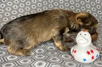 Az AKC 2M Gray, a male Yorkshire Terrier for sale in Safford, AZ – 5 of 7