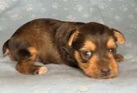 Az AKC 4M Blue, a male Yorkshire Terrier for sale in Safford, AZ – 3 of 5