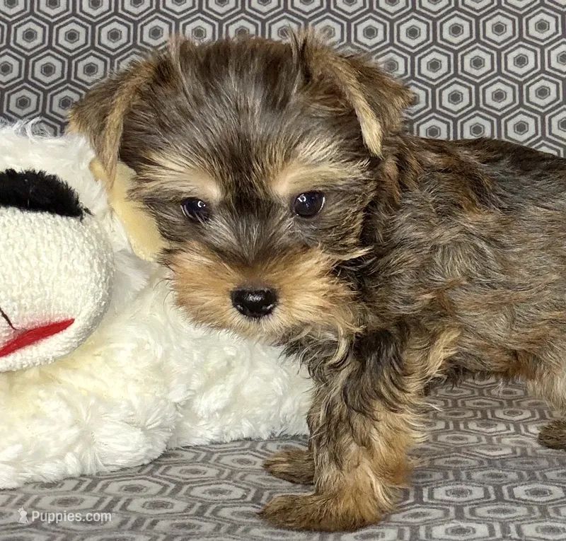 Az AKC 2M Gray – Yorkshire Terrier puppy for sale in Safford, AZ