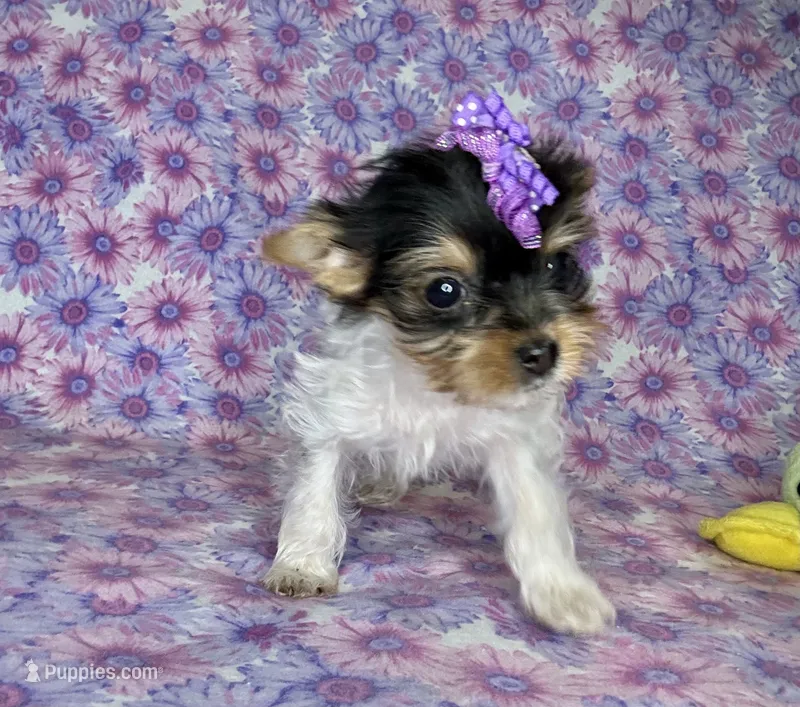 Az AKC 1F Pink – Yorkshire Terrier puppy for sale in Safford, AZ