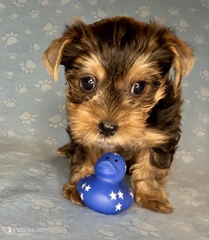 Az AKC 4M Blue – Yorkshire Terrier puppy for sale in Safford, AZ