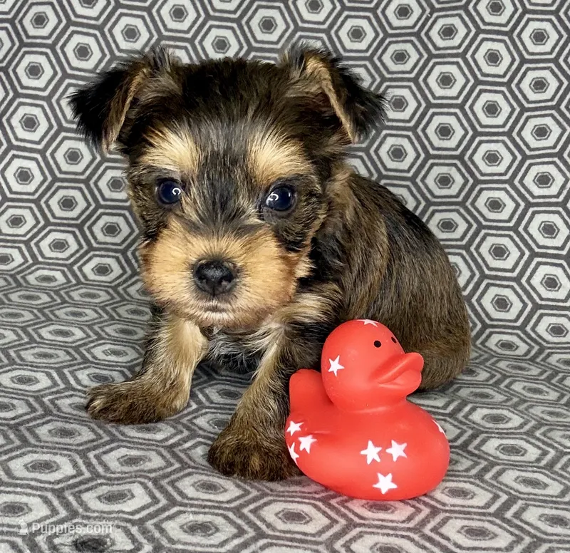 Az AKC 2M Gray – Yorkshire Terrier puppy for sale in Safford, AZ