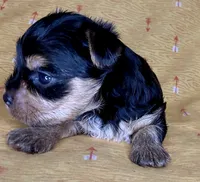 Az AKC 3M Orange, a male Yorkshire Terrier for sale in Safford, AZ – 5 of 7
