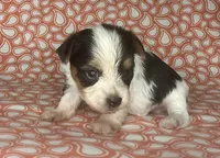 AKC M Az, a male Yorkshire Terrier for sale in Safford, AZ – 3 of 8