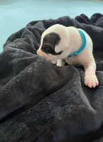 Teal, a male Dogo Argentino for sale in Bennett, CO – 1 of 2
