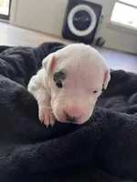 Black, a female Dogo Argentino for sale in Bennett, CO – 2 of 2