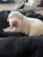 Purple , a female Dogo Argentino for sale in Bennett, CO – 2 of 2