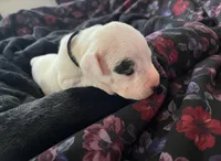 Black, a female Dogo Argentino for sale in Bennett, CO – 1 of 2