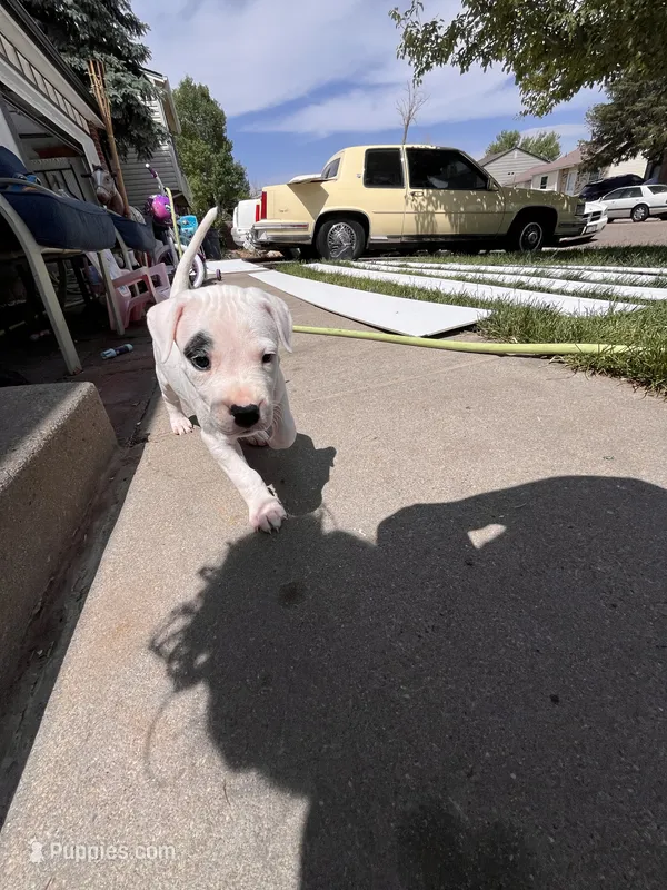 Black – Dogo Argentino puppy for sale in Bennett, CO
