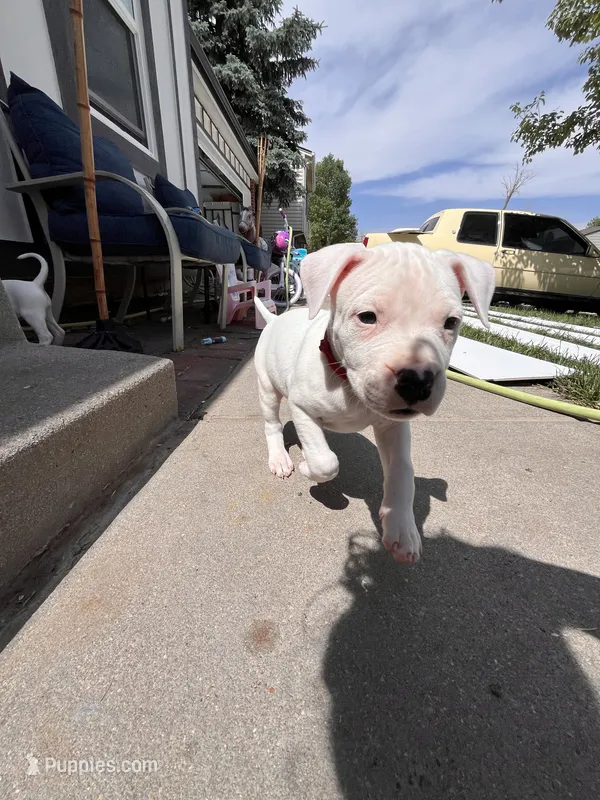Red – Dogo Argentino puppy for sale in Bennett, CO